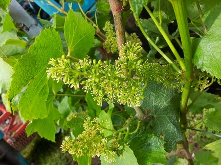 Pleine fleur - Champagne dates de vendanges 2013